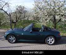 Zetti in Apfelblüte