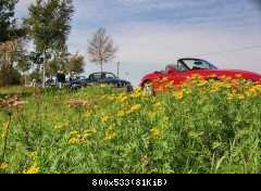 Zettis im Teufelsmoor