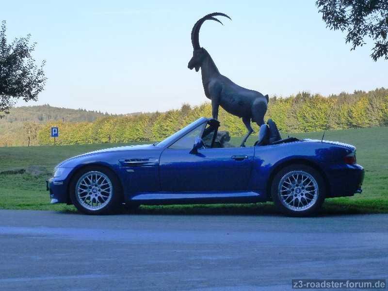 Der Bock will mit