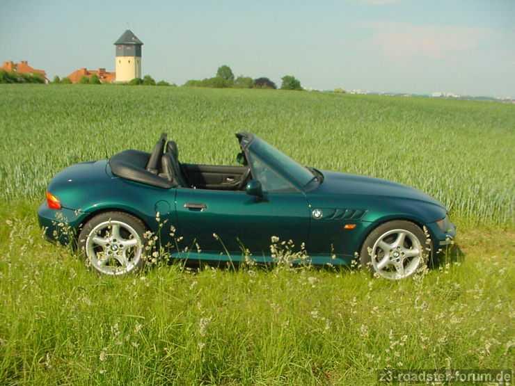 Die grüne Bergkatze
