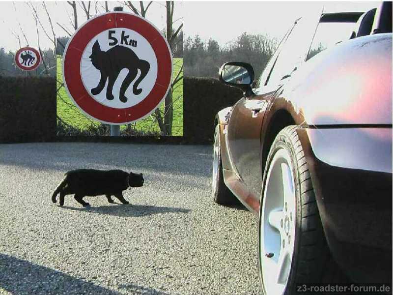 Katze von links ...