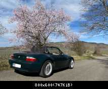 März 2023 Mandelblüten