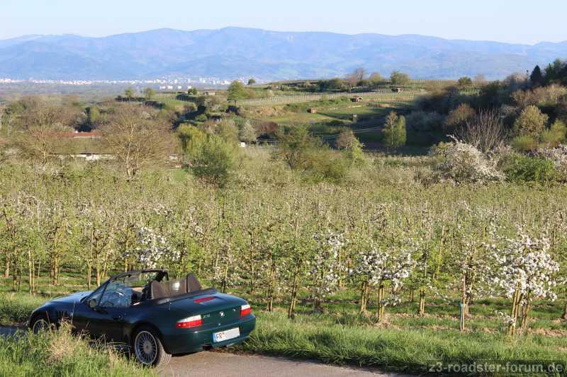 Apfelblüten