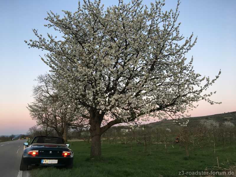 Kirschblüten wieder mal...