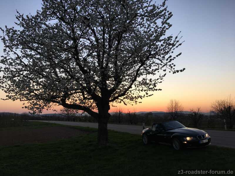 Kirschbaum, im Hintergrund die Vogesen