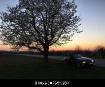 Kirschbaum, im Hintergrund die Vogesen