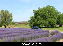 Lavendelfeld Bischoffingen